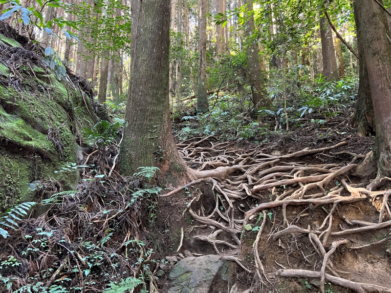 jialimt19 南庄-苗栗國第一高峰 小百岳加里山 拉繩攀岩直上頂峰