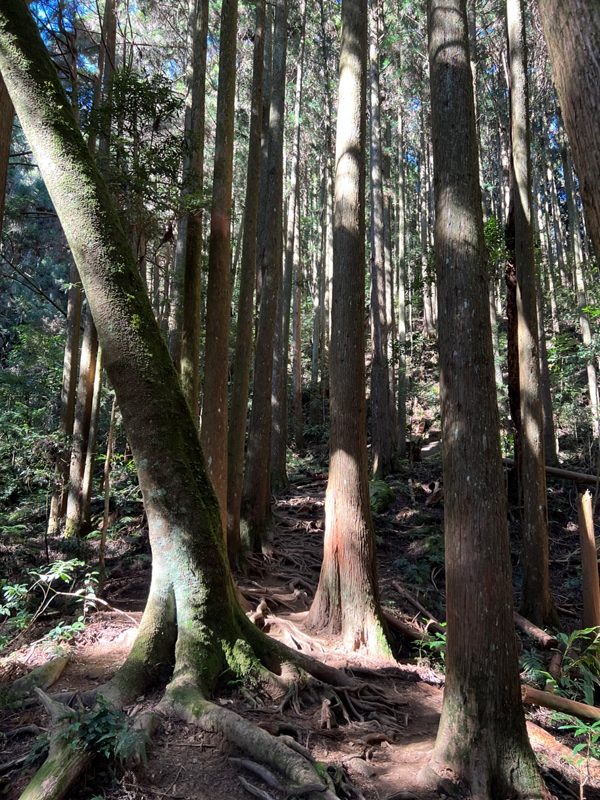jialimt20-rotated 南庄-苗栗國第一高峰 小百岳加里山 拉繩攀岩直上頂峰