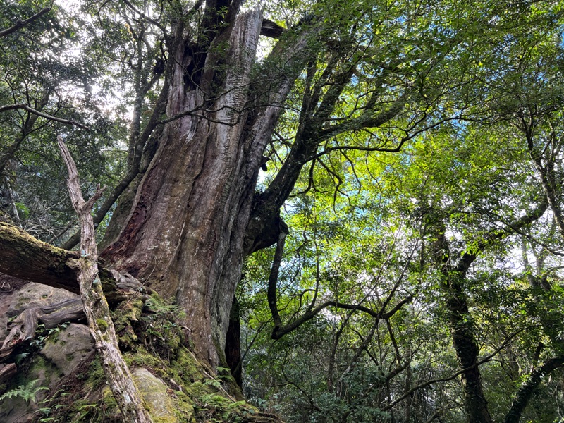 jialimt35 南庄-苗栗國第一高峰 小百岳加里山 拉繩攀岩直上頂峰