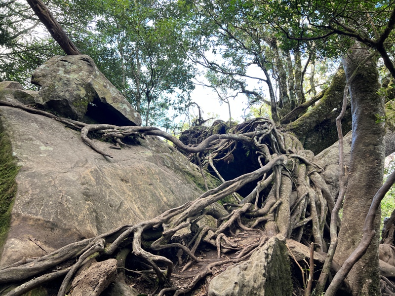 jialimt37 南庄-苗栗國第一高峰 小百岳加里山 拉繩攀岩直上頂峰