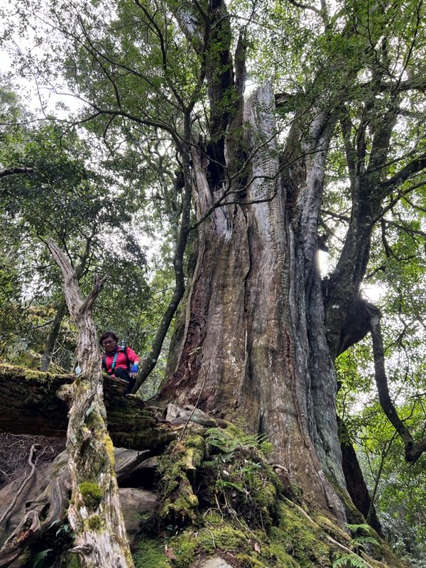 jialimt56-rotated 南庄-苗栗國第一高峰 小百岳加里山 拉繩攀岩直上頂峰
