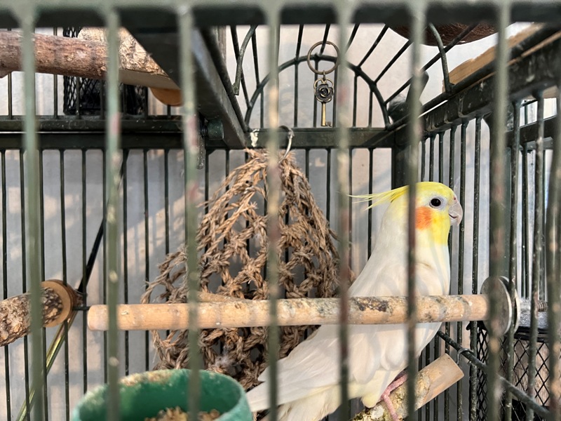 tsuitsui14 尖石-萃萃咖啡 韓風藝文咖啡館