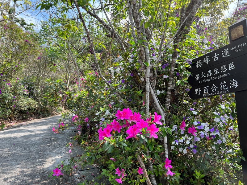 huntingeagle000001104 楠西-梅嶺風景區 梅峰古道+稜線步道+伍龍步道 獵鷹尖一線天景觀讚