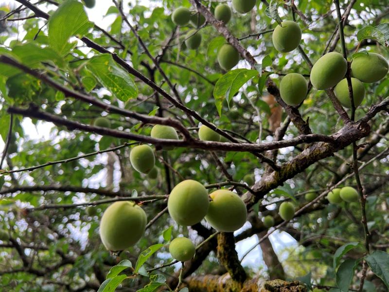 huntingeagle000001112 楠西-梅嶺風景區 梅峰古道+稜線步道+伍龍步道 獵鷹尖一線天景觀讚