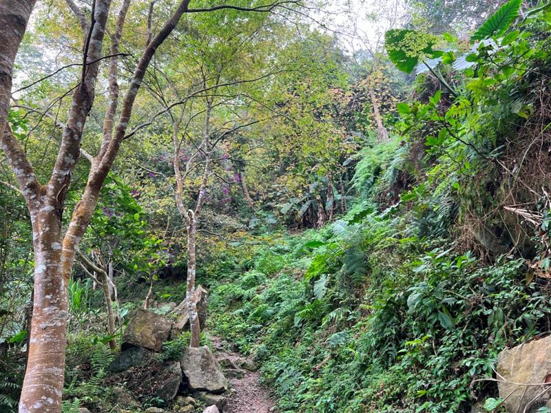 huntingeagle000001116 楠西-梅嶺風景區 梅峰古道+稜線步道+伍龍步道 獵鷹尖一線天景觀讚
