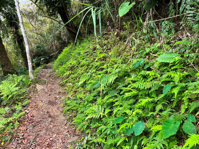 huntingeagle000001118 楠西-梅嶺風景區 梅峰古道+稜線步道+伍龍步道 獵鷹尖一線天景觀讚