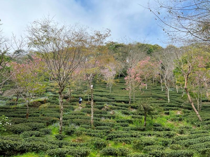 huntingeagle000001123 楠西-梅嶺風景區 梅峰古道+稜線步道+伍龍步道 獵鷹尖一線天景觀讚