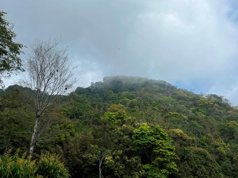 huntingeagle000001128 楠西-梅嶺風景區 梅峰古道+稜線步道+伍龍步道 獵鷹尖一線天景觀讚