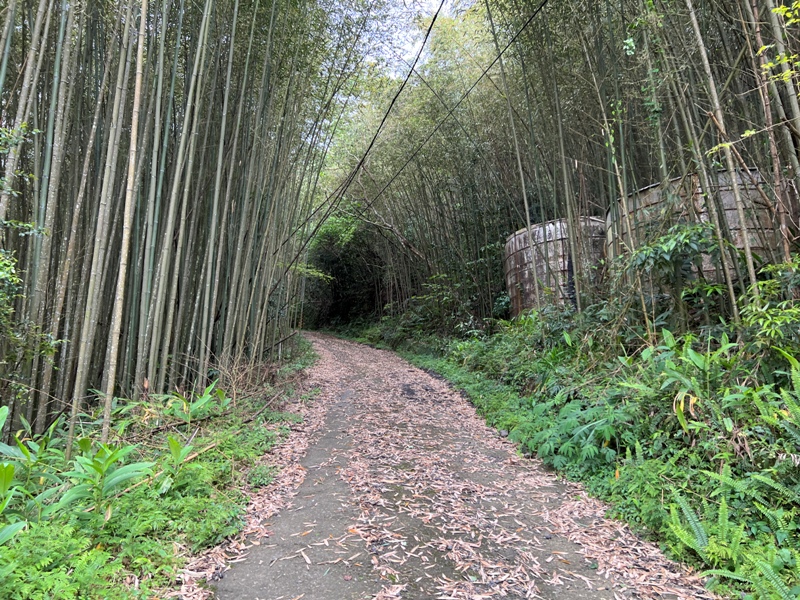 goosemt10 五峰-鵝公髻山 主峰未竟 東北峰賞五指山