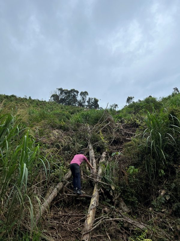 goosemt20-rotated 五峰-鵝公髻山 主峰未竟 東北峰賞五指山