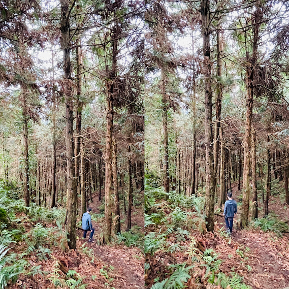 goosemt34 五峰-鵝公髻山 主峰未竟 東北峰賞五指山