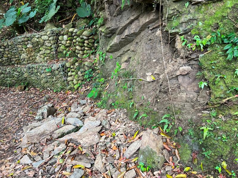 matai10 尖石-馬胎古道 林間鬱鬱蒼蒼 沿著油羅溪慢慢走的清爽