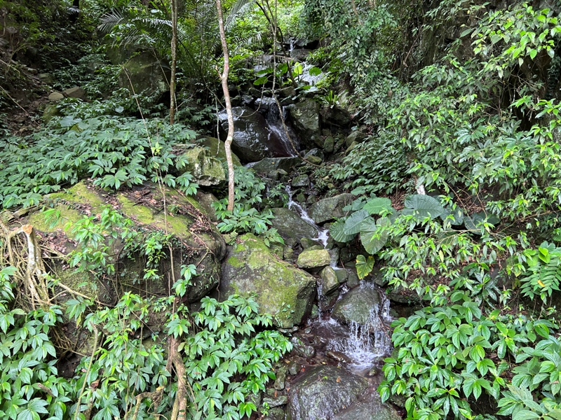 matai12 尖石-馬胎古道 林間鬱鬱蒼蒼 沿著油羅溪慢慢走的清爽