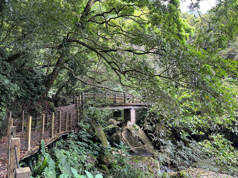 matai13 尖石-馬胎古道 林間鬱鬱蒼蒼 沿著油羅溪慢慢走的清爽