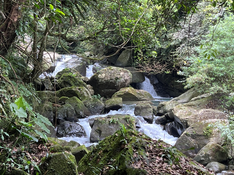 matai14 尖石-馬胎古道 林間鬱鬱蒼蒼 沿著油羅溪慢慢走的清爽