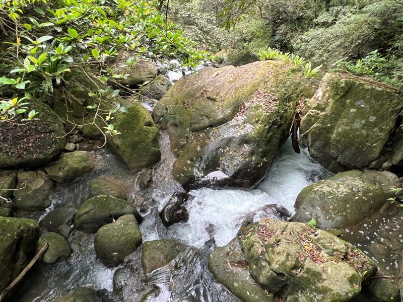 matai15 尖石-馬胎古道 林間鬱鬱蒼蒼 沿著油羅溪慢慢走的清爽