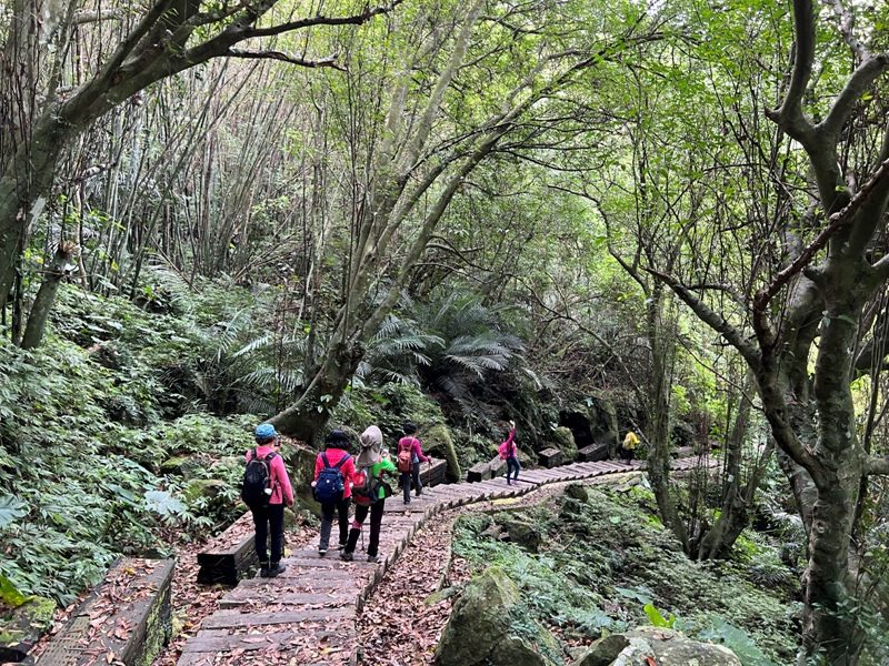 matai17-rotated 尖石-馬胎古道 林間鬱鬱蒼蒼 沿著油羅溪慢慢走的清爽