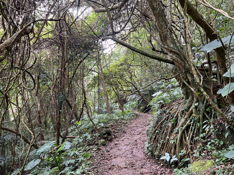 matai18 尖石-馬胎古道 林間鬱鬱蒼蒼 沿著油羅溪慢慢走的清爽