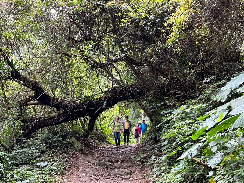 matai19 尖石-馬胎古道 林間鬱鬱蒼蒼 沿著油羅溪慢慢走的清爽