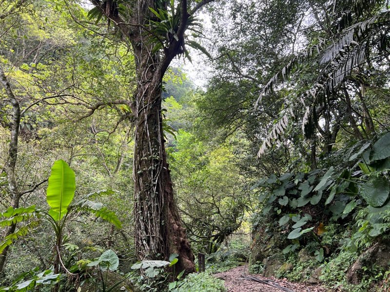matai22 尖石-馬胎古道 林間鬱鬱蒼蒼 沿著油羅溪慢慢走的清爽