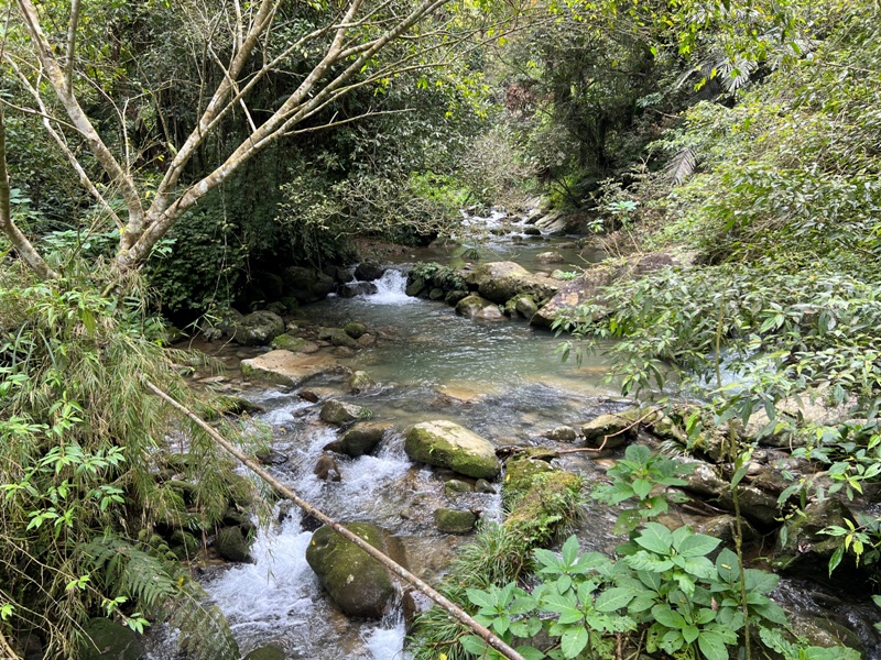 matai24 尖石-馬胎古道 林間鬱鬱蒼蒼 沿著油羅溪慢慢走的清爽