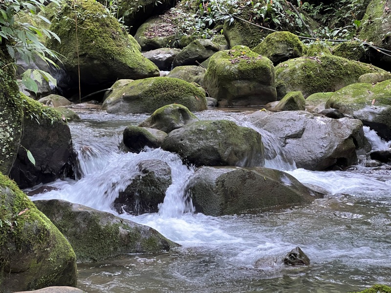 matai26 尖石-馬胎古道 林間鬱鬱蒼蒼 沿著油羅溪慢慢走的清爽