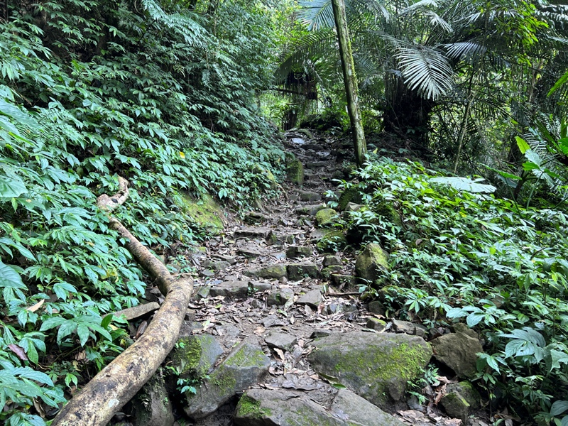 matai28 尖石-馬胎古道 林間鬱鬱蒼蒼 沿著油羅溪慢慢走的清爽