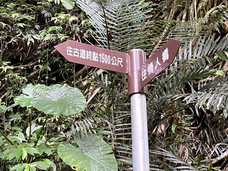 matai29 尖石-馬胎古道 林間鬱鬱蒼蒼 沿著油羅溪慢慢走的清爽