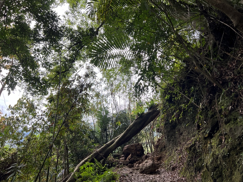 matai31 尖石-馬胎古道 林間鬱鬱蒼蒼 沿著油羅溪慢慢走的清爽