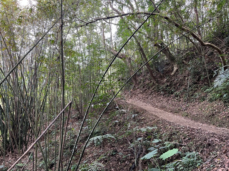 matai32 尖石-馬胎古道 林間鬱鬱蒼蒼 沿著油羅溪慢慢走的清爽