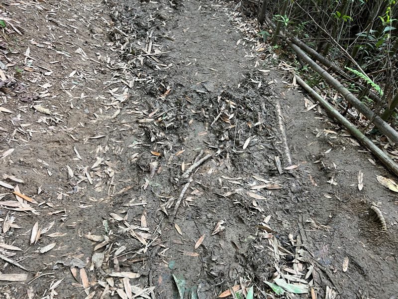 matai33-rotated 尖石-馬胎古道 林間鬱鬱蒼蒼 沿著油羅溪慢慢走的清爽