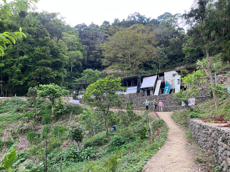 matai35 尖石-馬胎古道 林間鬱鬱蒼蒼 沿著油羅溪慢慢走的清爽