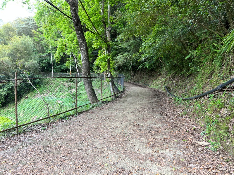 matai37 尖石-馬胎古道 林間鬱鬱蒼蒼 沿著油羅溪慢慢走的清爽