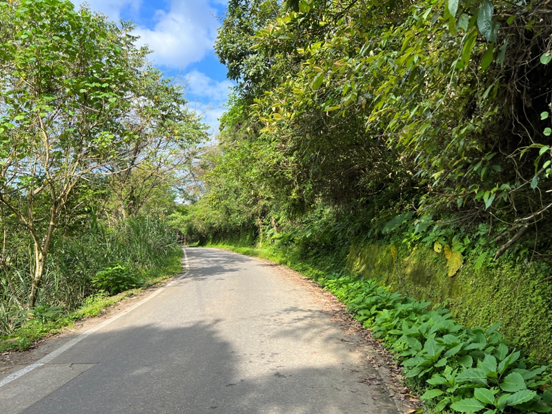 matai42 尖石-馬胎古道 林間鬱鬱蒼蒼 沿著油羅溪慢慢走的清爽