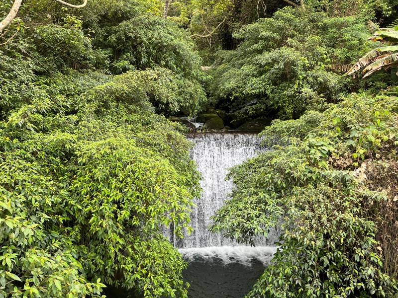 matai45 尖石-馬胎古道 林間鬱鬱蒼蒼 沿著油羅溪慢慢走的清爽