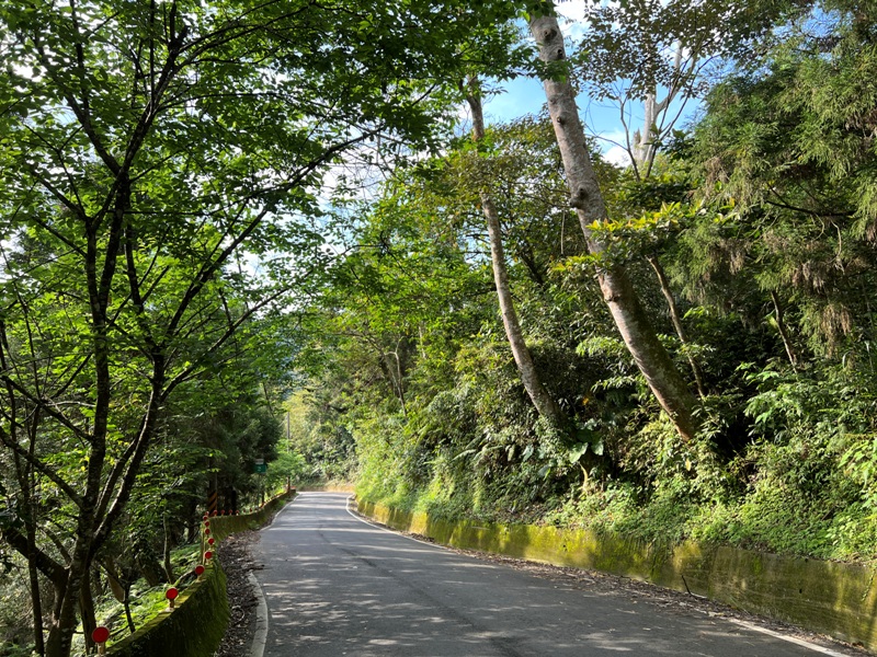 matai47 尖石-馬胎古道 林間鬱鬱蒼蒼 沿著油羅溪慢慢走的清爽