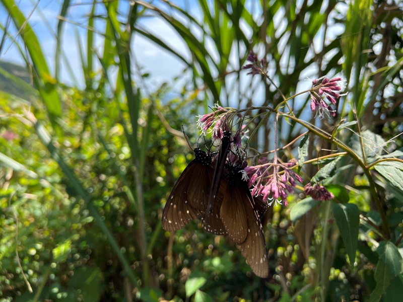 wufengmt24 平溪-五分山 360度景觀 有山有海還有101城市景觀