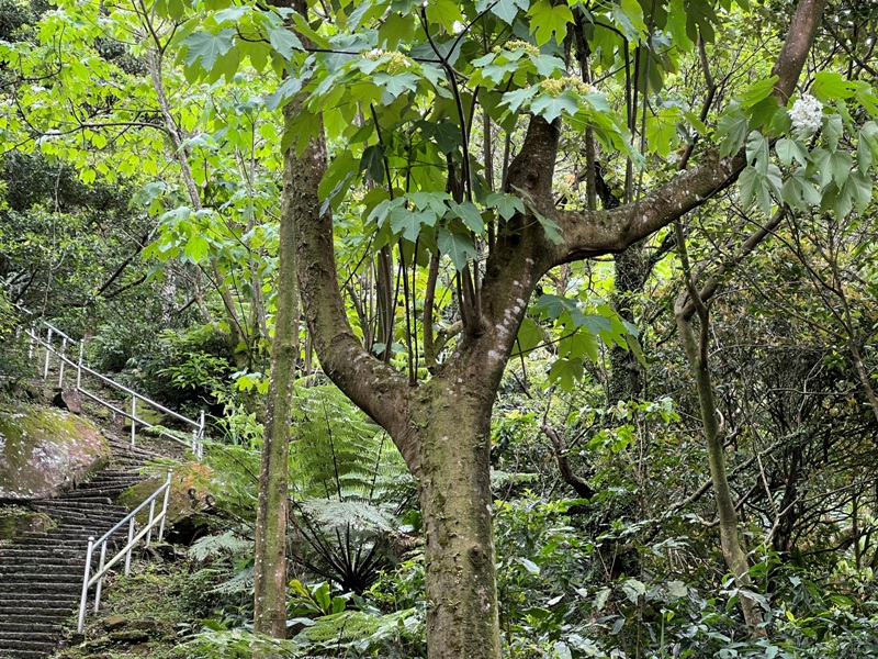 xizimt19 汐止-小百岳大尖山 汐止人後花園 快速登頂賞遼闊景觀