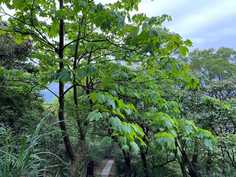 xizimt27 汐止-小百岳大尖山 汐止人後花園 快速登頂賞遼闊景觀