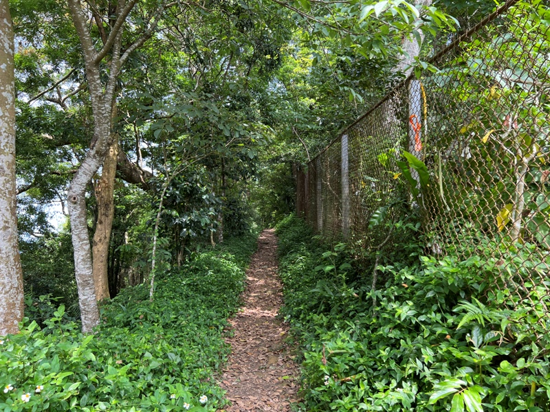 lionheadmt01127 南庄-獅頭山 廟宇古剎 古木石壁 愜意輕鬆