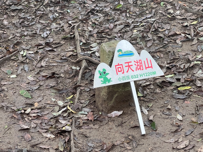 南庄-向天湖山 彷彿仙境的雲霧步道 爛泥巴多了點