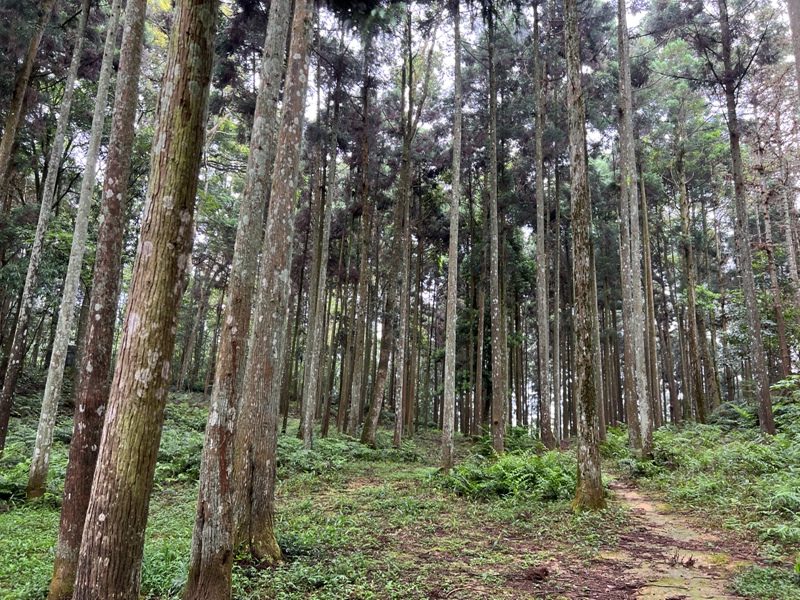 xiangtienhu4804-rotated 南庄-向天湖山 彷彿仙境的雲霧步道 爛泥巴多了點