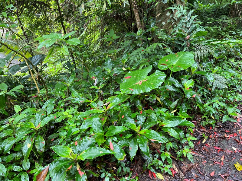 xiangtienhu4808 南庄-向天湖山 彷彿仙境的雲霧步道 爛泥巴多了點
