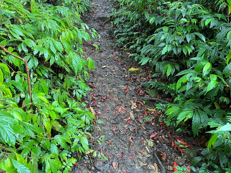 xiangtienhu4810 南庄-向天湖山 彷彿仙境的雲霧步道 爛泥巴多了點