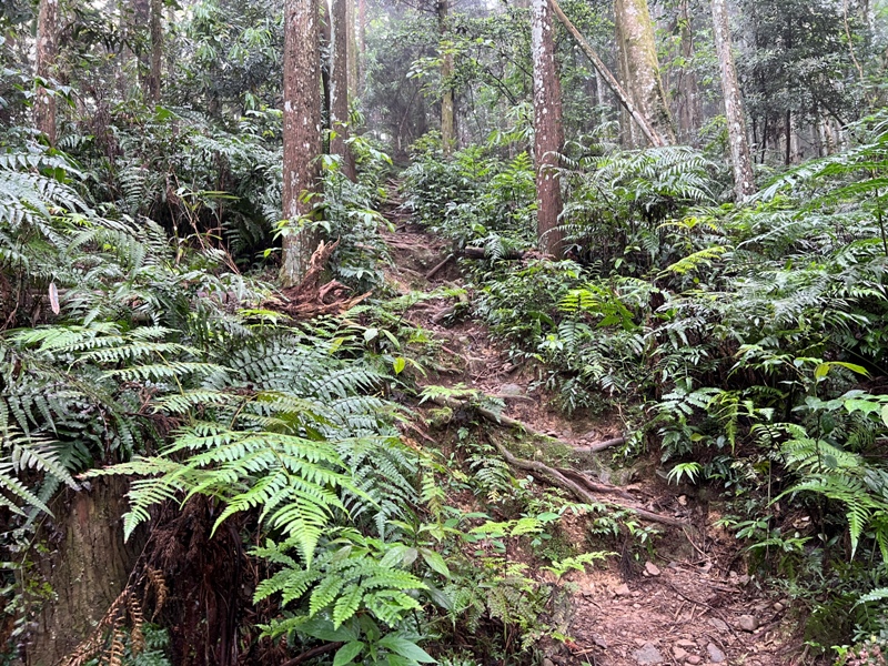 xiangtienhu4813 南庄-向天湖山 彷彿仙境的雲霧步道 爛泥巴多了點