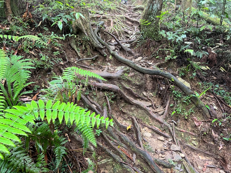 xiangtienhu4818 南庄-向天湖山 彷彿仙境的雲霧步道 爛泥巴多了點