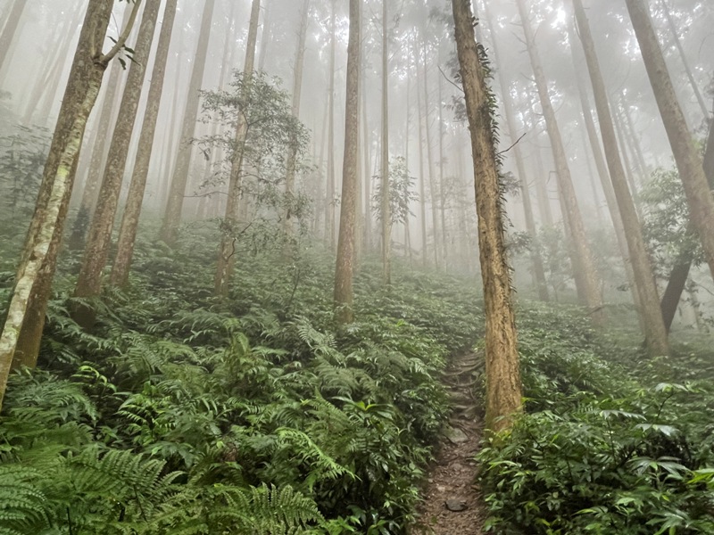 xiangtienhu4822 南庄-向天湖山 彷彿仙境的雲霧步道 爛泥巴多了點