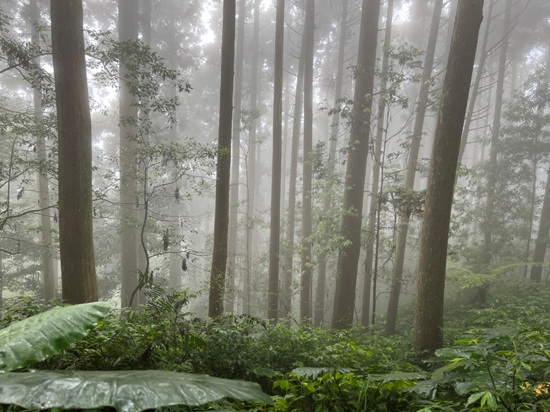 xiangtienhu4824 南庄-向天湖山 彷彿仙境的雲霧步道 爛泥巴多了點