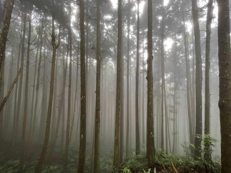 xiangtienhu4826 南庄-向天湖山 彷彿仙境的雲霧步道 爛泥巴多了點