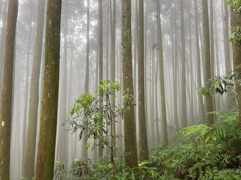 xiangtienhu4831 南庄-向天湖山 彷彿仙境的雲霧步道 爛泥巴多了點